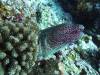 103 - Dive8-3 Batu Kapal Plateau