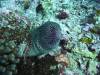 104 - Dive8-3 Batu Kapal Plateau