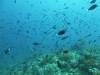 105 - Dive8-3 Batu Kapal Plateau