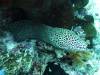 106 - Dive8-3 Batu Kapal Plateau