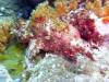 111 - Dive8-3 Batu Kapal Plateau
