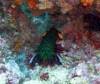 112 - Dive8-3 Batu Kapal Plateau