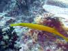 118 - Dive8-3 Batu Kapal Plateau