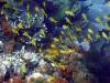 121 - Dive8-3 Batu Kapal Plateau
