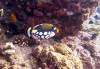 123 - Dive8-3 Batu Kapal Plateau
