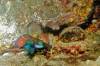 120 - Dive8-4N Jetty Sunset Dive Mandarin Arturo