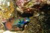 121 - Dive8-4N Jetty Sunset Dive Mandarin Arturo