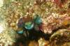 122 - Dive8-4N Jetty Sunset Dive Mandarin Arturo