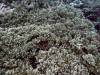 104 - DiveA-1 Lava Flow
