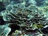 106 - DiveA-1 Lava Flow
