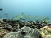 108 - DiveA-1 Lava Flow