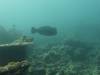 110 - DiveA-1 Lava Flow