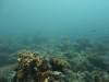 100 - DiveB-2 Pombo Island