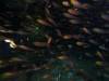 104 - DiveB-2 Pombo Island