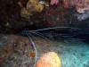 106 - DiveB-2 Pombo Island