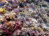 112 - DiveB-2 Pombo Island
