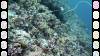 113 - DiveB-2 Pombo Island