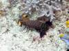 115 - DiveB-2 Pombo Island