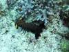 116 - DiveB-2 Pombo Island