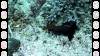 117 - DiveB-2 Pombo Island