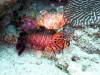 118 - DiveB-2 Pombo Island