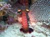121 - DiveB-2 Pombo Island