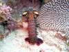 123 - DiveB-2 Pombo Island
