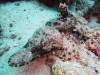 125 - DiveB-2 Pombo Island