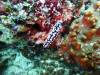 127 - DiveB-2 Pombo Island