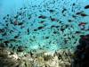 131 - DiveB-2 Pombo Island