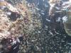 133 - DiveB-2 Pombo Island