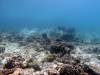 136 - DiveB-2 Pombo Island