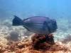 137 - DiveB-2 Pombo Island