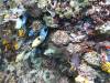 139 - DiveB-2 Pombo Island