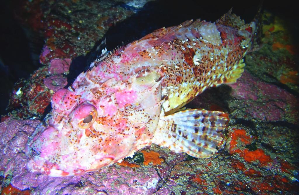Dive3-1 PKI-105 Dive3-1 PKI