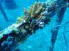 Dive2-3 Wreck Dive-134 Dive2-3 Wreck Dive