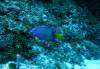 Dive3-1 Palancar Caves-136 Dive3-1 Palancar Caves
