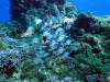 Dive3-1 Palancar Caves-147 Dive3-1 Palancar Caves