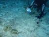Dive3-3 Jetty-137 Dive3-3 Jetty