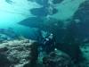 115 - Dive1-1 Cenote Chinki Ha