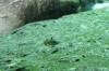 131 - Dive1-1 Cenote Chinki Ha