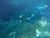 100 - Dive1-2 Cenote Chinki Ha