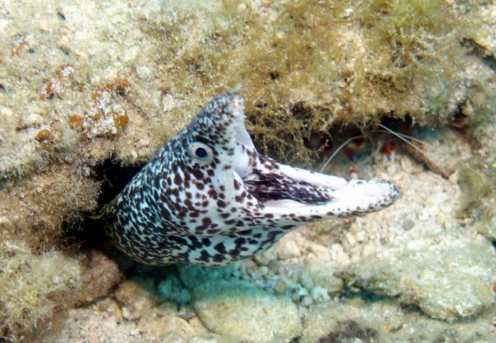 169 - Dive5-1 Jetty