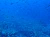 142 - Dive4-1 Big Dos Amigos