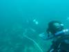 203 - 20160131 Australia Queenscliff Dive2