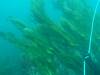 210 - 20160131 Australia Queenscliff Dive2