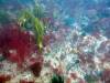 212 - 20160131 Australia Queenscliff Dive2