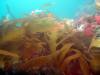 300 - 20160131 Australia Queenscliff Dive3