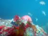 301 - 20160131 Australia Queenscliff Dive3