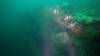 308 - 20160131 Australia Queenscliff Dive3